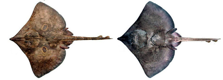 Dipturus sp. cf. flossada_03.jpg